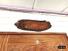 listing thumbnail image 31