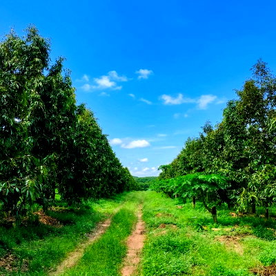 Land for sale : Land Durian for sale 28 rais, Rayong 