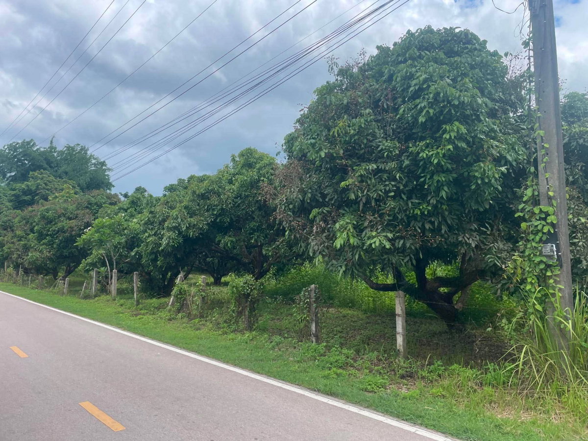 รูป ที่ดินสวนลำไย 2 ไร่ แม่ทา ลำพูน บรรยากาศธรรมชาติ เหมาะทำเกษตร/บ้านสวน - รูปที่ 1/5