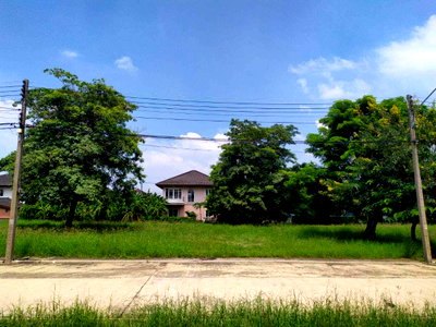 ที่ดิน สามโคก ปทุมธานี : ขายที่ดิน พร้อมปลูกบ้านอาศัย สามโคก ปทุมธานี ใกล้ตลาดโรงเกลือท้ายเกาะ เดอะลากูน 3 สามโคก (The Lagoon 3) 