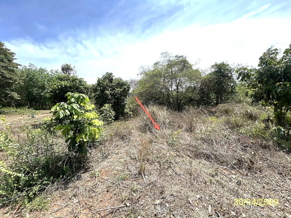 picture LAND 1777.2 Sq.w. Muang Ya Sothon Yasothon for 1.4M - 12/18