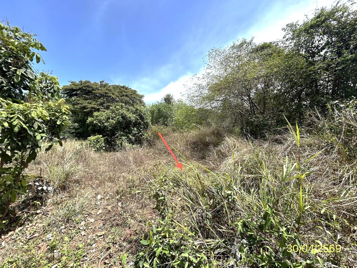 picture LAND 1777.2 Sq.w. Muang Ya Sothon Yasothon for 1.4M - 11/18