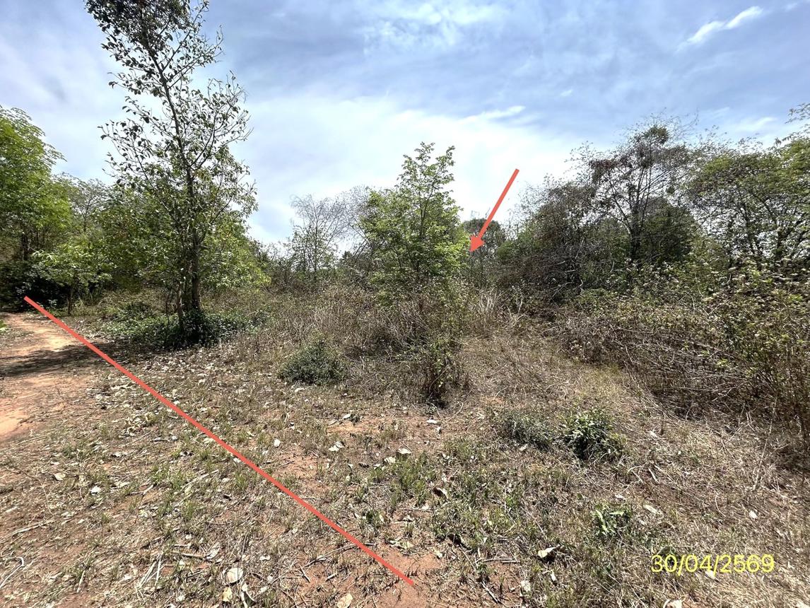 picture LAND 1777.2 Sq.w. Muang Ya Sothon Yasothon for 1.4M - 13/18