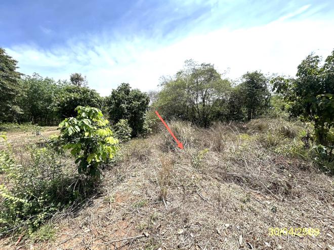 picture LAND 1777.2 Sq.w. Muang Ya Sothon Yasothon for 1.4M - 5/18