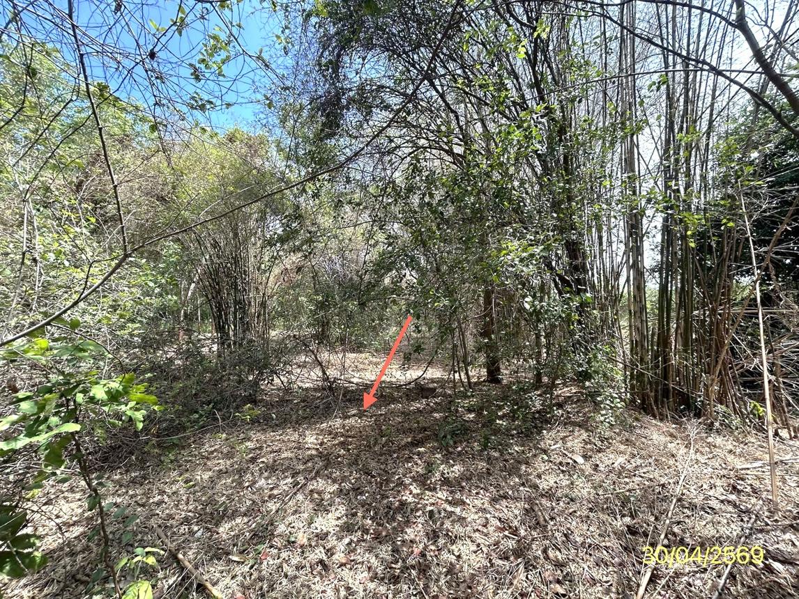 picture LAND 1777.2 Sq.w. Muang Ya Sothon Yasothon for 1.4M - 14/18