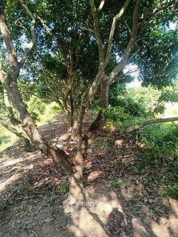 รูป ขายที่ดิน แม่ปู่คา สันกำแพง เชียงใหม่ (ID 2973159) - รูปที่ 3/4