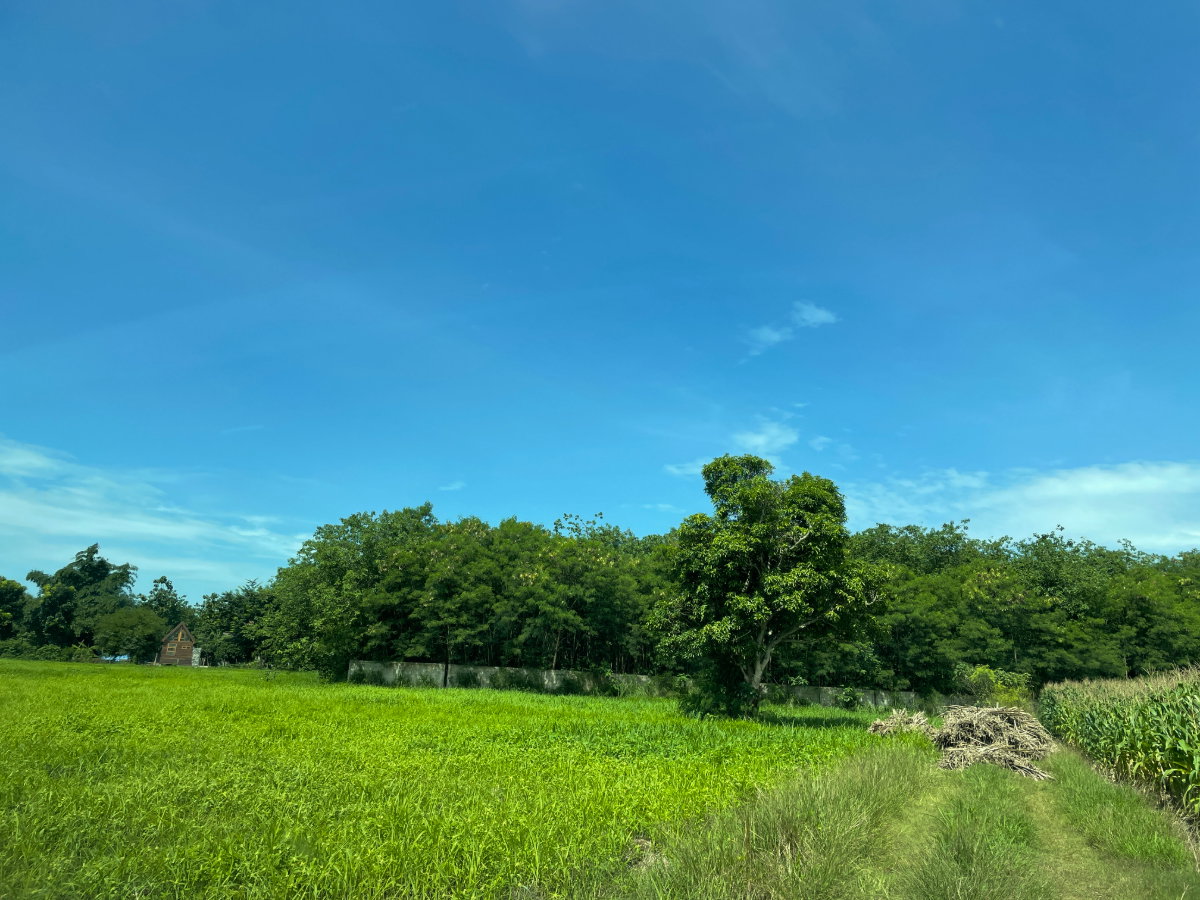 รูป ขายที่ดินเขาใหญ่ – ปากช่อง 12 ไร่  วิวภูเขา โอโซนระดับโลก - รูปที่ 7/13