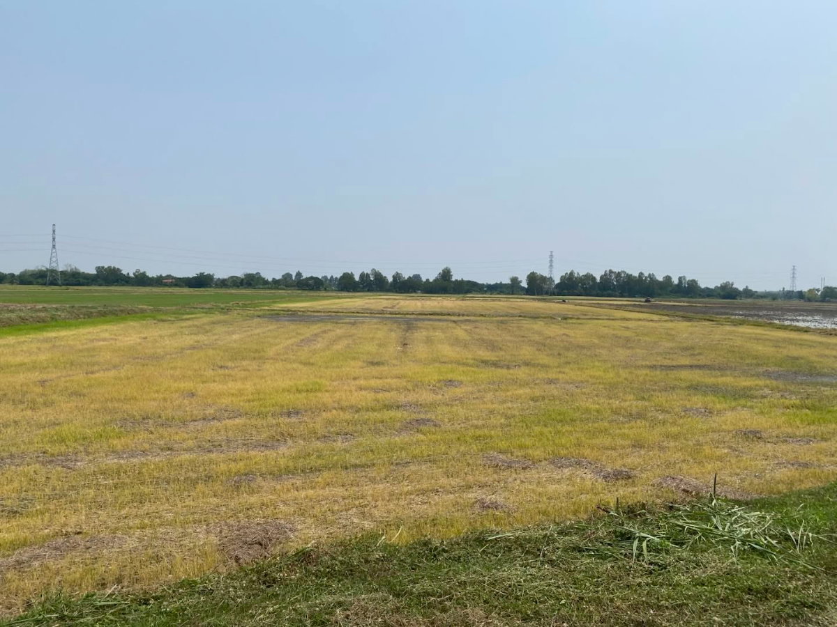 รูป ที่นาสวย เจ้าของขายเอง ใกล้โลตัสท่าทองพิษณุโลก - รูปที่ 2/3
