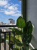listing thumbnail image 10