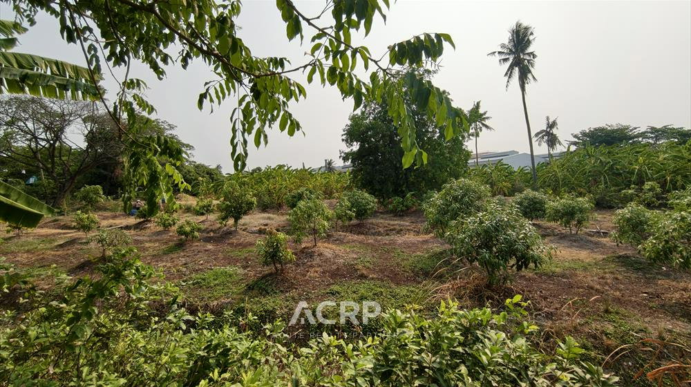picture Rare Item !! Prime Land on Ratchaphruek Road (Outbound) – Opposite Robinson Lifestyle Ratchaphruek - 5/8