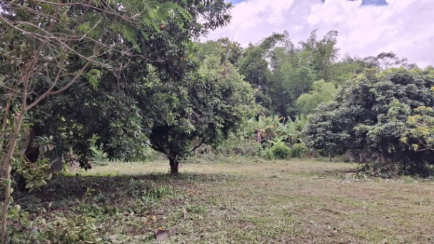 รูป ขายที่ดิน 1 ไร่กว่า ต.สันทราย เมืองเชียงราย ถมแล้ว ฟรีโอน เหมาะสร้างบ้านและรีสอร์ท - รูปที่ 3/8