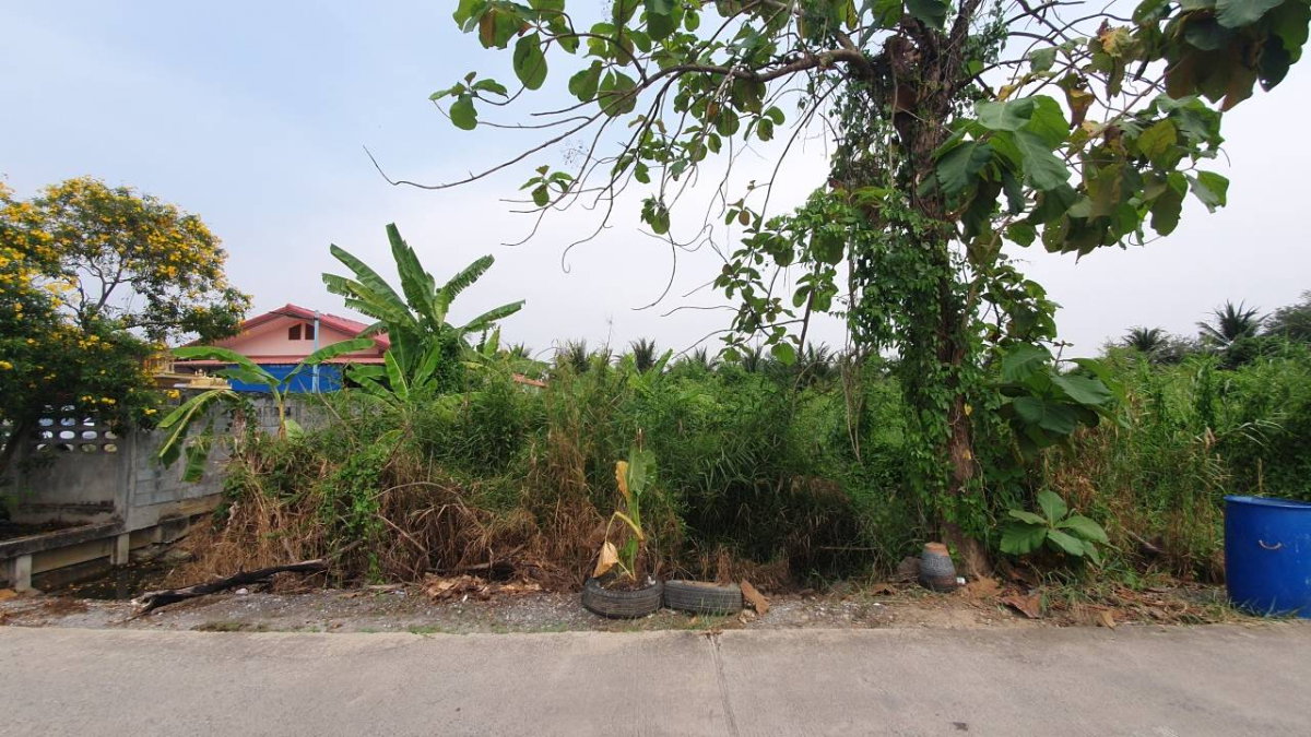 รูป ขายที่ดิน สมุทรสาคร กระทุ่มแบน 151 ต.ร.ว หน้ากว้าง 17 ม. เหมาะสร้างบ้านสวน - รูปที่ 2/4