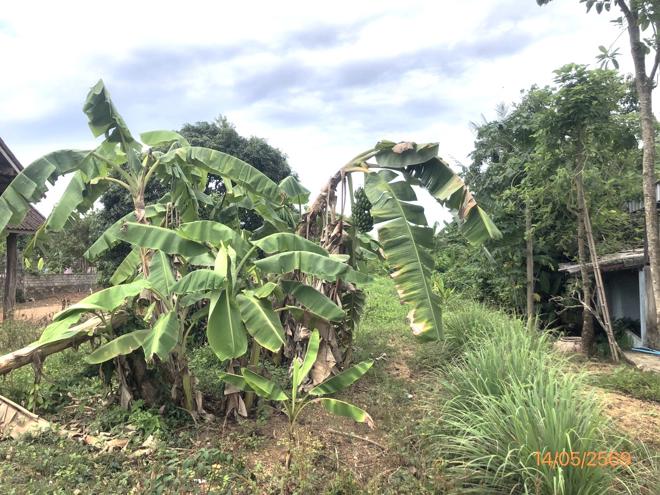 picture LAND 182.2 Sq.w. Prasaeng Surat Thani for 877,000 - 4/26