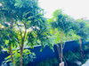 listing thumbnail image 14