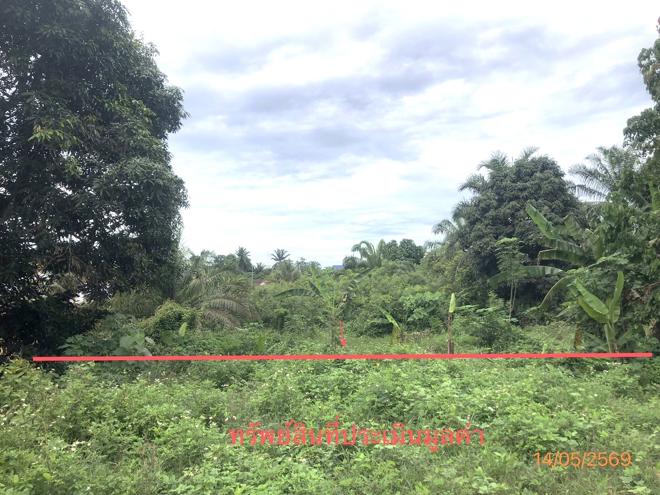 picture LAND 182.2 Sq.w. Prasaeng Surat Thani for 877,000 - 1/26