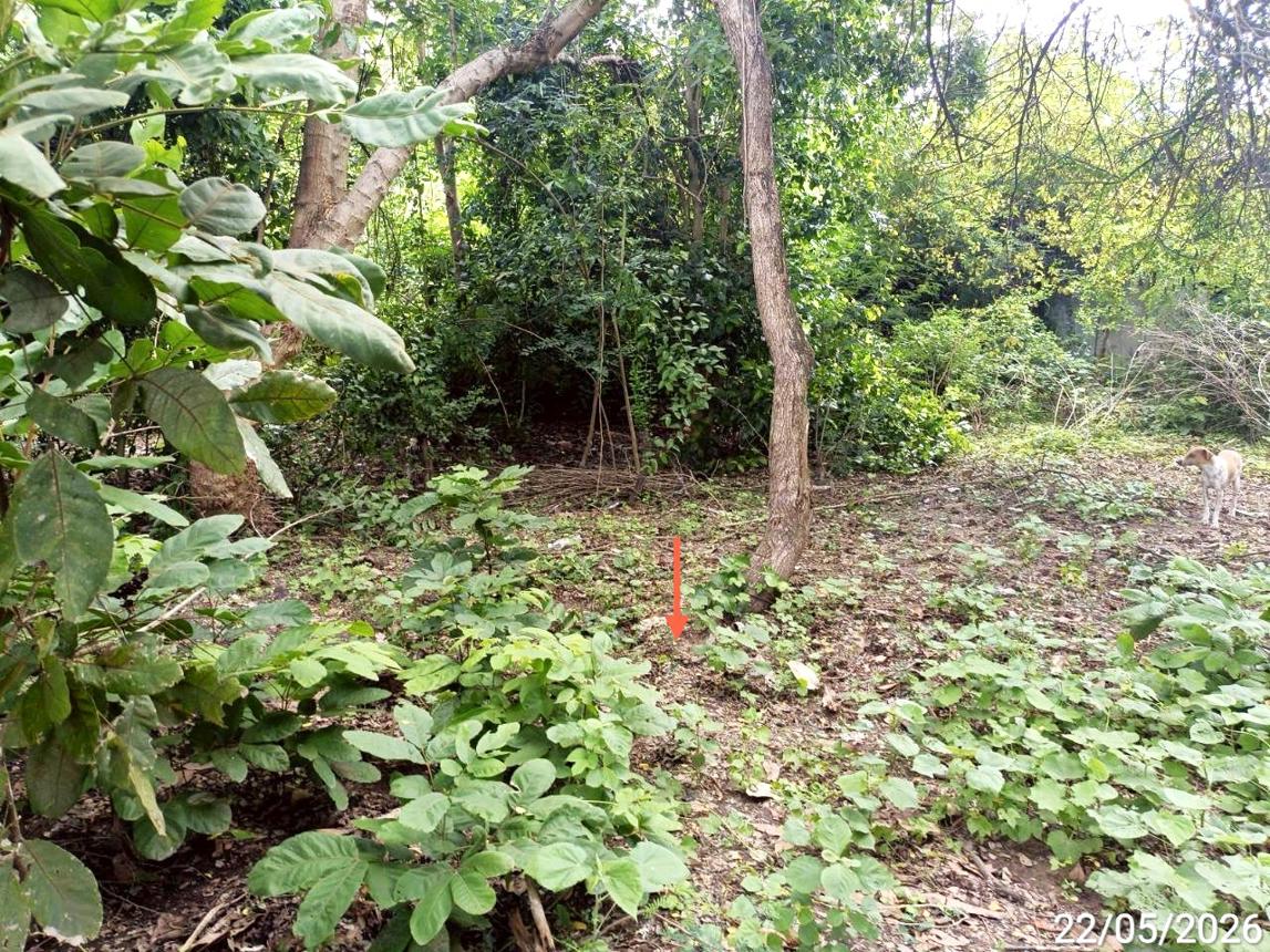 picture LAND 202 Sq.w. Chiang Yun Maha Sarakham for 296,000 - 10/14