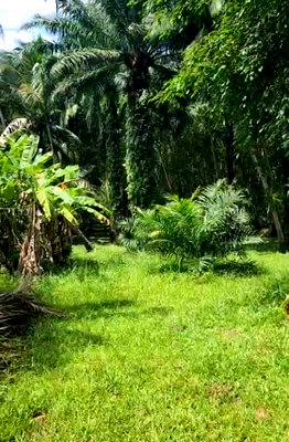 ขายที่ดิน : ประกาศขายที่ดินเปล่า ต.ด่านสวี อ.สวี จ.ชุมพร