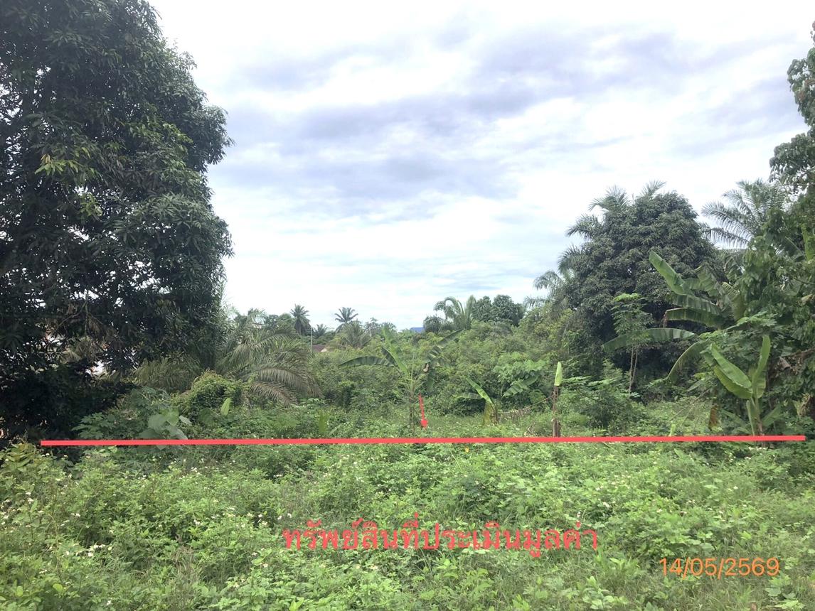 picture LAND 182.2 Sq.w. Prasaeng Surat Thani for 877,000 - 12/26