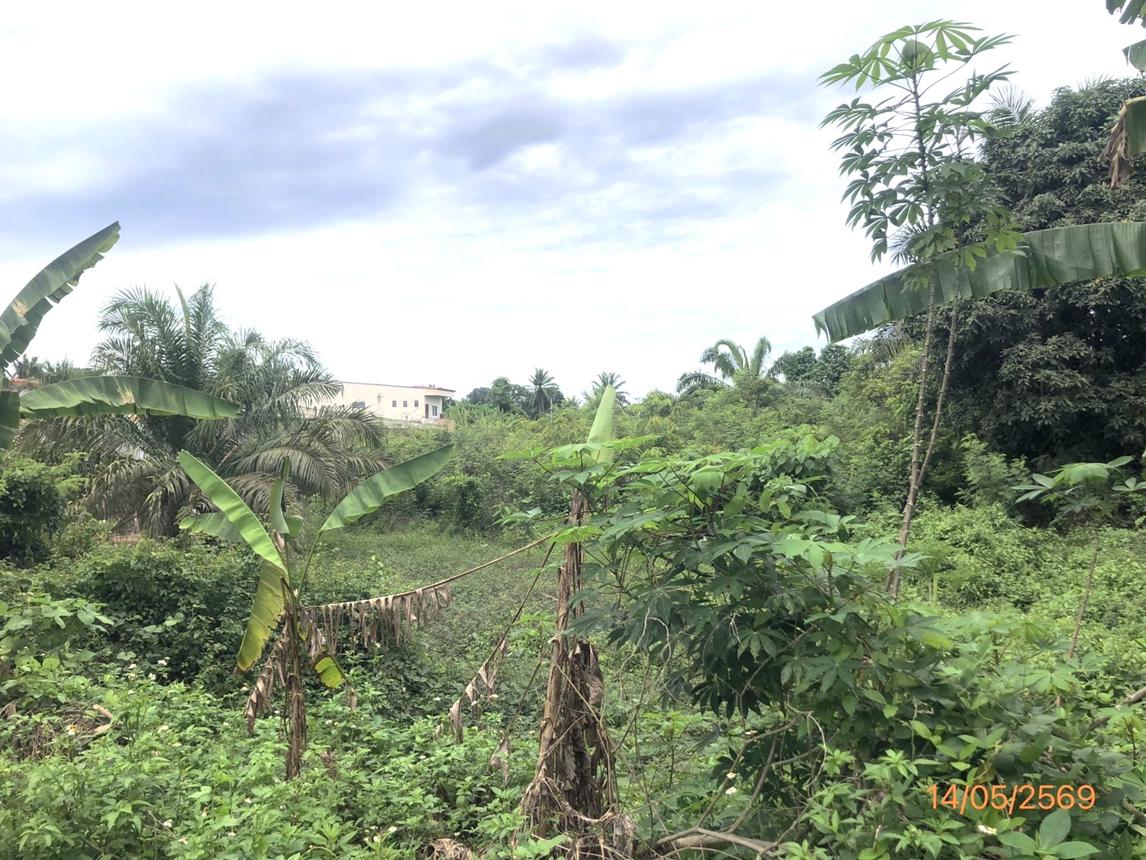 picture LAND 182.2 Sq.w. Prasaeng Surat Thani for 877,000 - 17/26