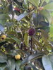 listing thumbnail image 6
