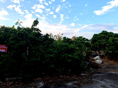Land for sale Chiang Mai : Land for Sales Please Contac 093 1387146 