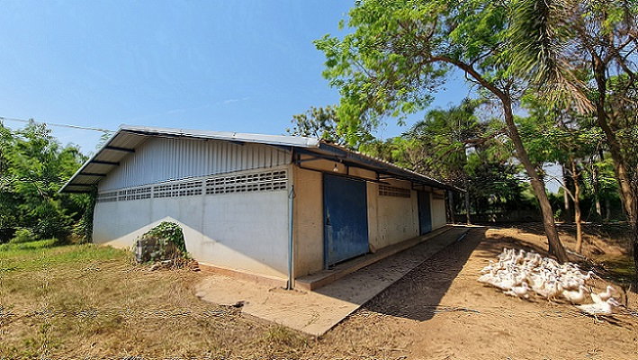 รูป โรงเรือนปศุสัตว์ ติดถนน บ้านกร่าง-บ้านแหลมโพธิ์ อำเภอ เมืองพิษณุโลก จังหวัด พิษณุโลก รหัสแฟ้ม : 67-00237 หรือ 30531-0001 ติดต่อคุณวันวิสา - รูปที่ 4/20