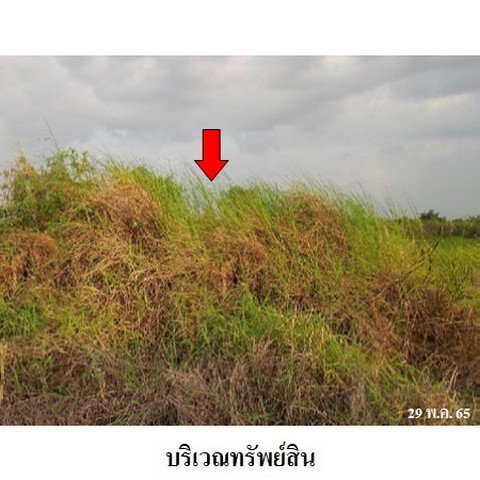 picture FOR SALE  LAND PROPERTY  891000 BAHT. - 6/8