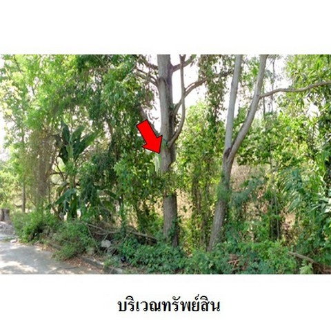picture FOR SALE  LAND PROPERTY  6424000 BAHT. - 3/8