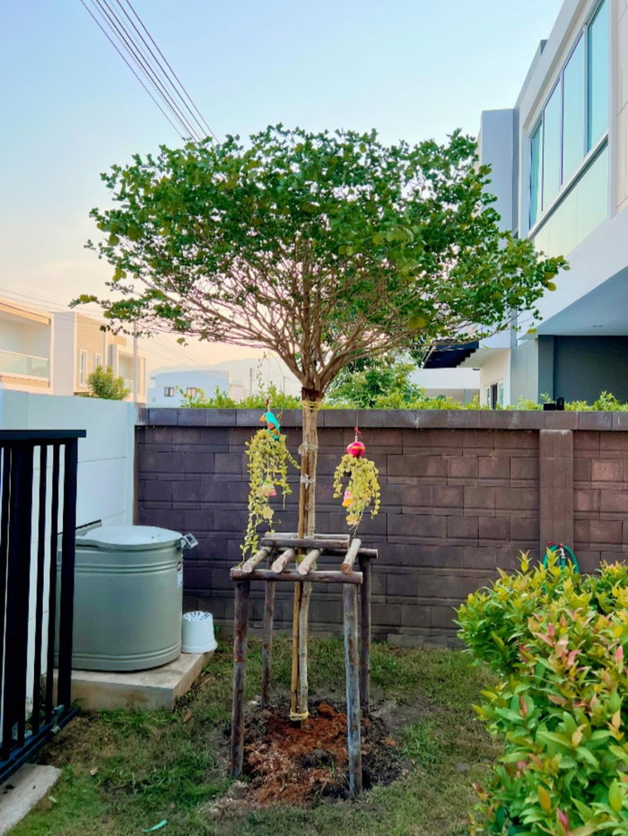 รูป ขาย บ้านในหมู่บ้านปาล์มวิลล์ โชตนา-ข่วงสิงห์ บ้านสวย โครงการคุณภาพดี (ID:759HS) - รูปที่ 21/23