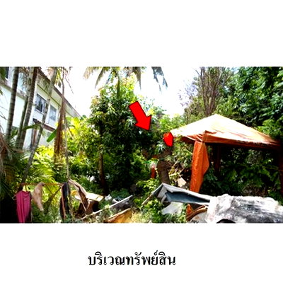 ที่ดิน ถนนสะพานนทบุรี-บางบัวทอง : Z1T2813 ขายที่ดิน โครงการ เมืองประชา ตำบล บางคูวัด อำเภอ เมืองปทุมธานี จังหวัด ปทุมธานี