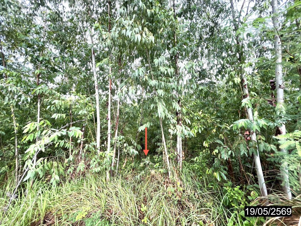 รูป ที่ดินว่างเปล่า 2478 ตร.วา เมืองกาฬสินธุ์ กาฬสินธุ์ 735,000 - รูปที่ 12/16