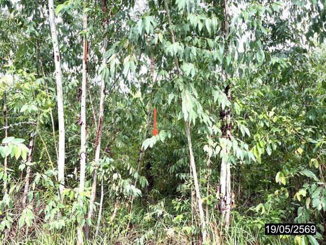 รูป ที่ดินว่างเปล่า 2478 ตร.วา เมืองกาฬสินธุ์ กาฬสินธุ์ 735,000 - รูปที่ 5/16