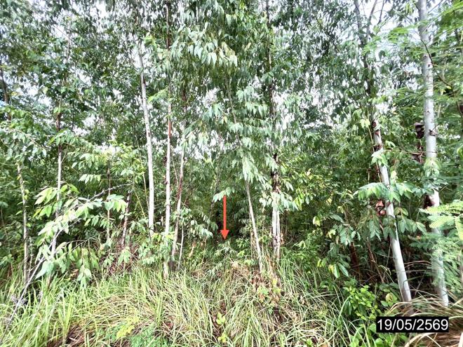 รูป ที่ดินว่างเปล่า 2478 ตร.วา เมืองกาฬสินธุ์ กาฬสินธุ์ 735,000 - รูปที่ 6/16