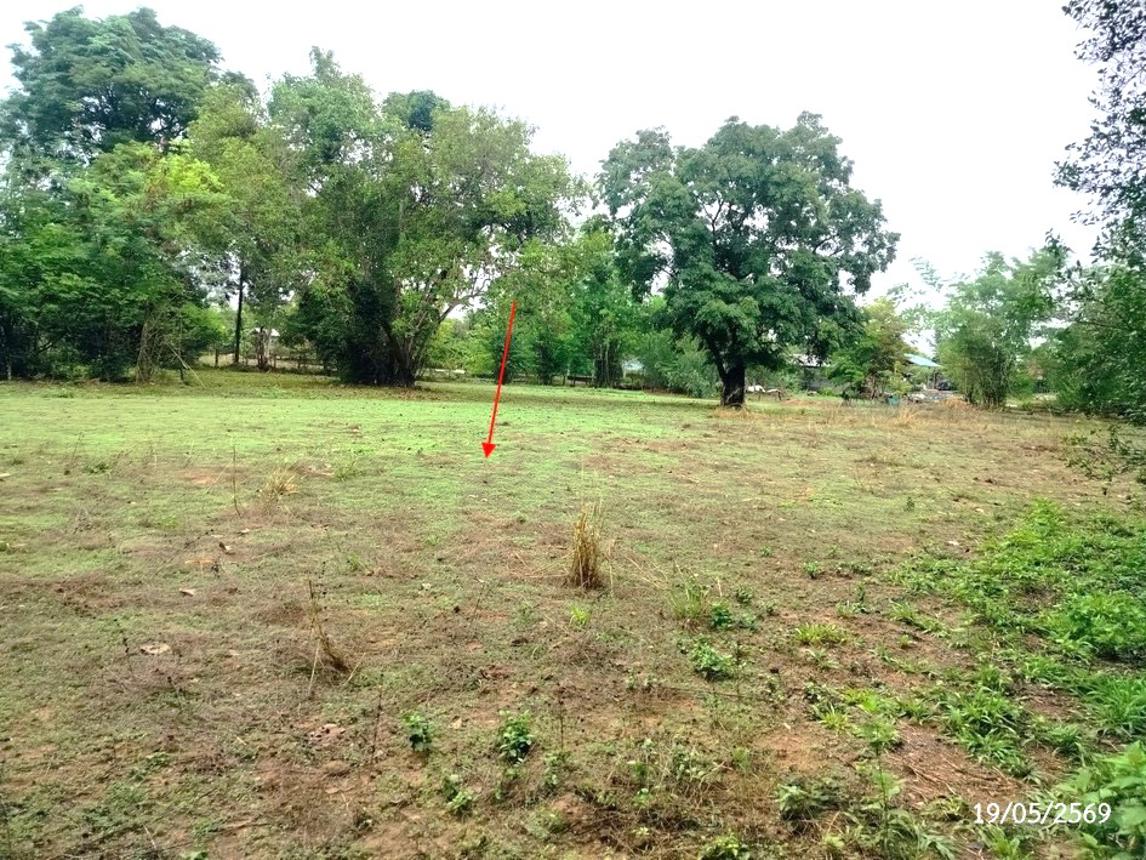 รูป ที่ดินว่างเปล่า 952 ตร.วา วาริชภูมิ สกลนคร 1.3M - รูปที่ 13/18