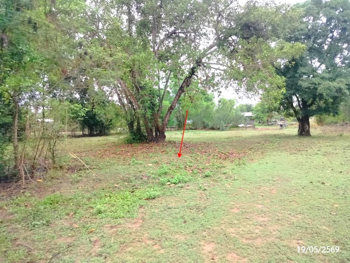 รูป ที่ดินว่างเปล่า 952 ตร.วา วาริชภูมิ สกลนคร 1.3M - รูปที่ 12/18