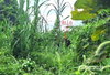 listing thumbnail image 13
