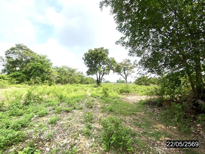picture LAND 4800 Sq.w. Thung Fon Udon Thani for 1.9M - 6/24