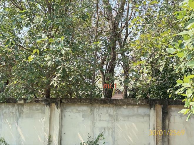 รูป บ้านเดี่ยว 1200 ตร.วา หนองเสือ ปทุมธานี 10M - รูปที่ 3/20