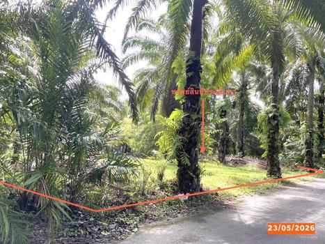 รูป ที่ดินว่างเปล่า 279.8 ตร.วา วังวิเศษ ตรัง 700,000 - รูปที่ 11/14