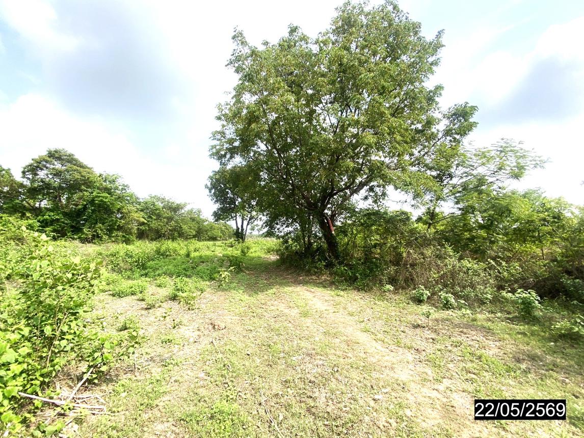 picture LAND 4800 Sq.w. Thung Fon Udon Thani for 1.9M - 17/24