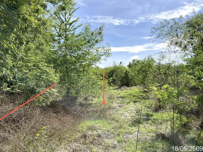 picture LAND 1554 Sq.w. Nong Ma Mong Chainat for 972,000 - 5/16