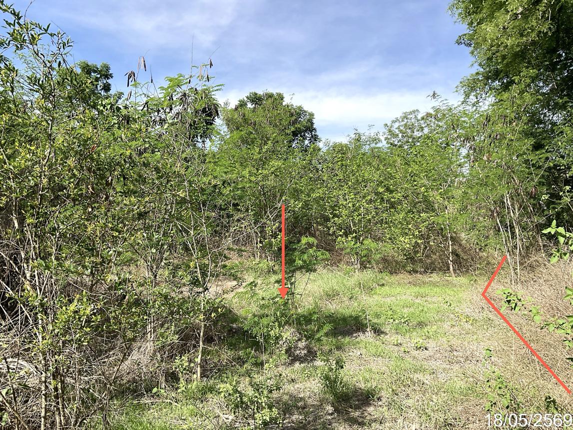 picture LAND 1554 Sq.w. Nong Ma Mong Chainat for 972,000 - 10/16