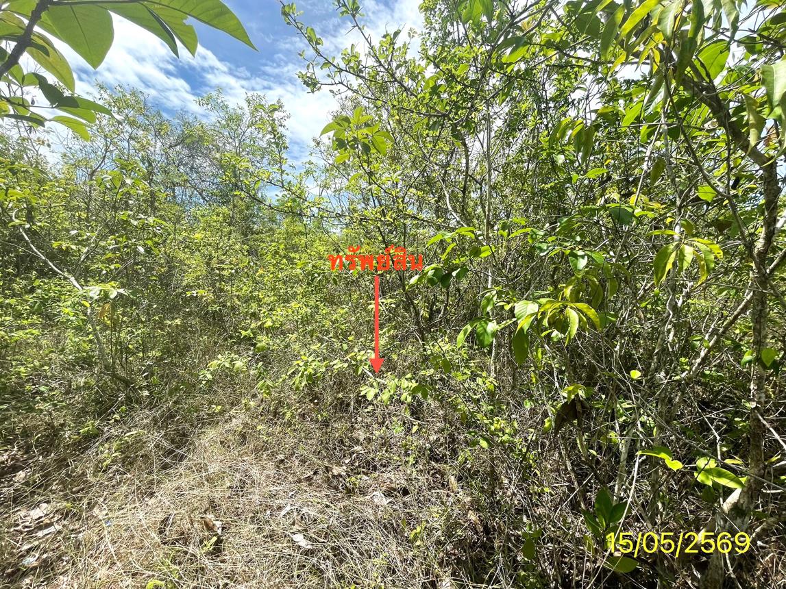 picture LAND 50 Sq.w. Rattaphum Songkhla for 225,000 - 9/14