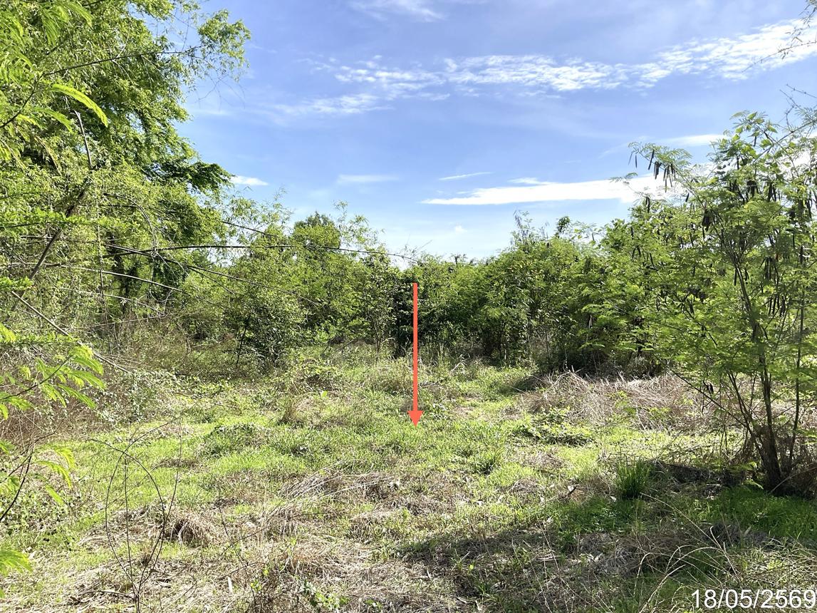 picture LAND 1554 Sq.w. Nong Ma Mong Chainat for 972,000 - 12/16