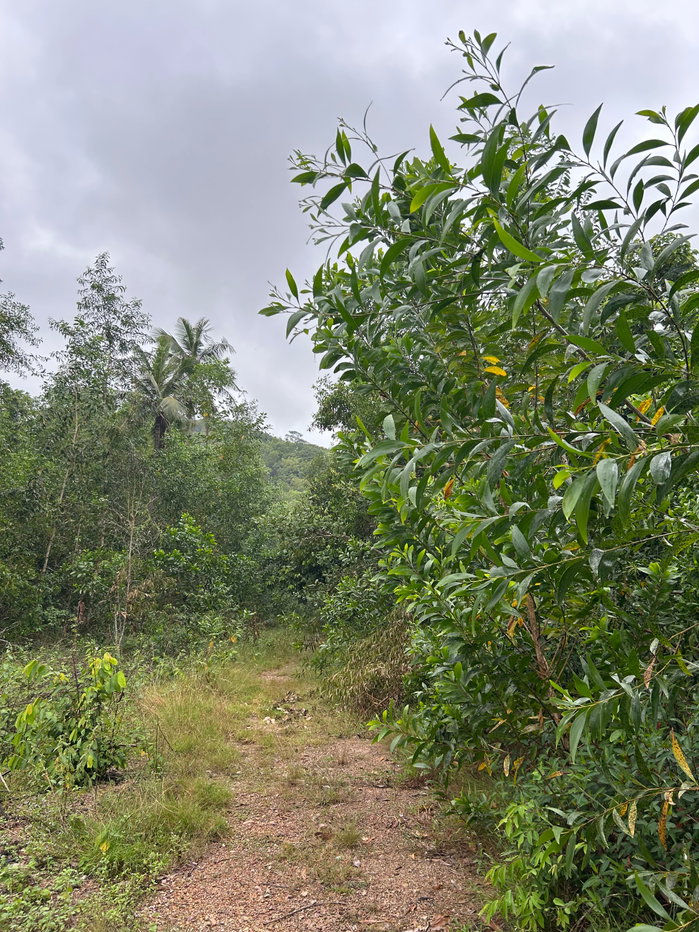 picture LAND FOR LEASE - BEACHFRONT NEAR SAKOM BEACH & KHAO LON HILL VIEWPOINT, THEPHA SONGKHLA - 4/15