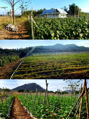 ที่ดิน ปากช่อง โคราช : ขายที่ดินปากช่อง คลองม่วง เขาใหญ่ 4 ไร่ ขายถูกไร่ละ 1.2 ล้าน วิวเขาสวย ที่สูง อากาศดี แปลงสวยใกล้ภูเขา เหมาะปลูกบ้านพักตากอากาศ น้ำไฟครบ 087-9074045
