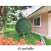 listing thumbnail image 2