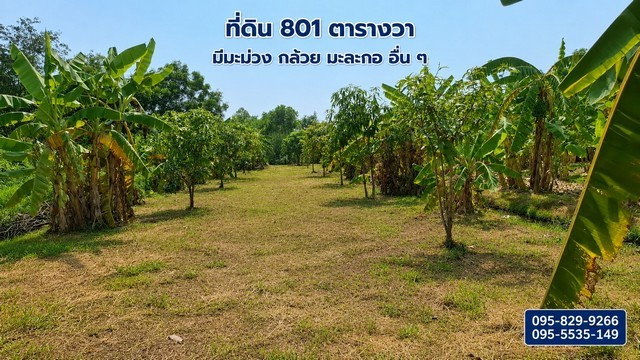 รูป ขายที่ดินถมแล้ว 2-0-01ไร่ โครงการ Wellness City (เวลเนสซิตี้) เพื่อการพักวัยเกษียณ ใกล้ถนนปทุมธานี-สามโคก-เสนา (ทล.3111)อ.บางไทร จ.อยุธยา - รูปที่ 1/8