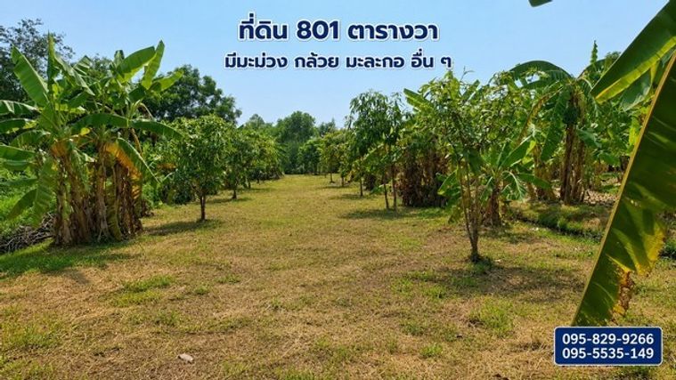 ขายที่ดินถมแล้ว 2-0-01ไร่ โครงการ Wellness City (เวลเนสซิตี้) เพื่อการพักวัยเกษียณ ใกล้ถนนปทุมธานี-สามโคก-เสนา (ทล.3111)อ.บางไทร จ.อยุธยา