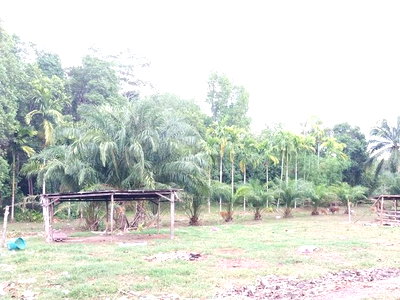 ขายที่ดิน : J7545 ขายที่ดินเปล่า ตำบลเหนือคลอง อำเภอเหนือคลอง กระบี่